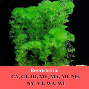 BUY 2 GET 1 FREE Green Cabomba (Cabomba Caroliniana)-Easy Live Aquarium Pond Aquatic Plant