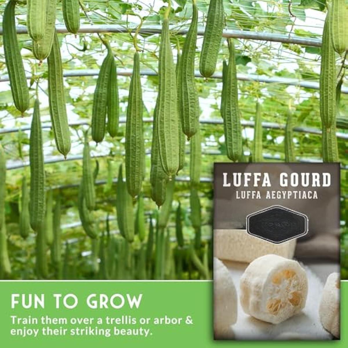 Luffa or Loofah Seed for Planting - 1 Packet with Instructions to Plant and Grow Ornamental Gourds in Your Home Vegetable Garden - Non-GMO Heirloom Variety