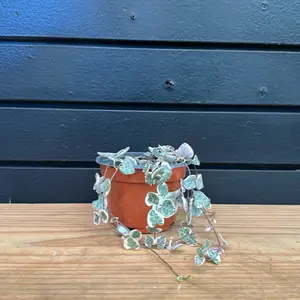 String of Hearts in 4 -in variegated