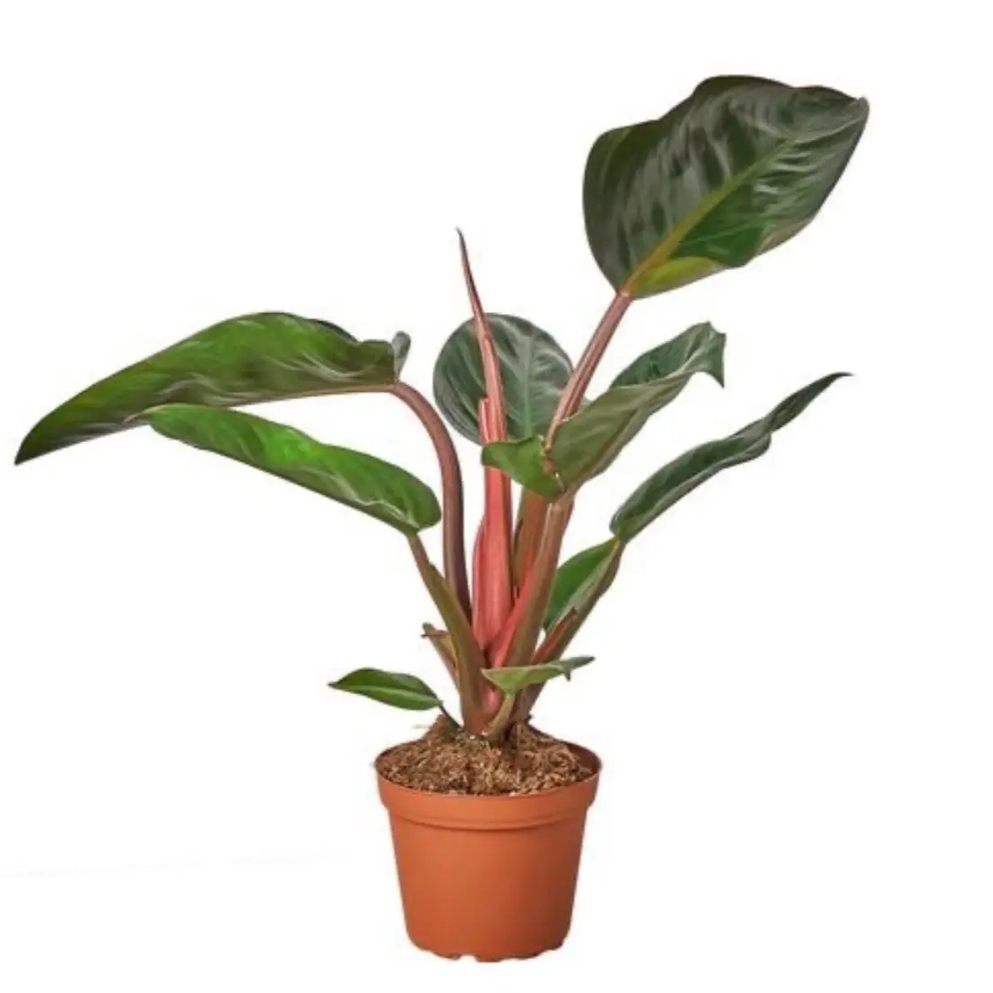 The Philodendron Congo Rojo is a popular indoor plant known for its vibrant, burgundy-colored leaves. It’s a variety of Philodendron that thrives in indirect light and prefers well-draining soil. With its low maintenance requirements, it makes an excellen