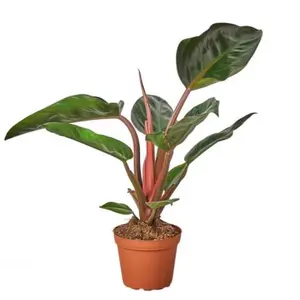 The Philodendron Congo Rojo is a popular indoor plant known for its vibrant, burgundy-colored leaves. It’s a variety of Philodendron that thrives in indirect light and prefers well-draining soil. With its low maintenance requirements, it makes an excellen