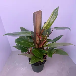 Philodendron Red Emerald 6” | Climbing Philodendron | With Plank