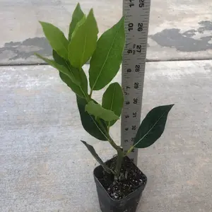 A bay leave tree/Laurus nobilis/live in a 3’’ pot/ 12”-14”high