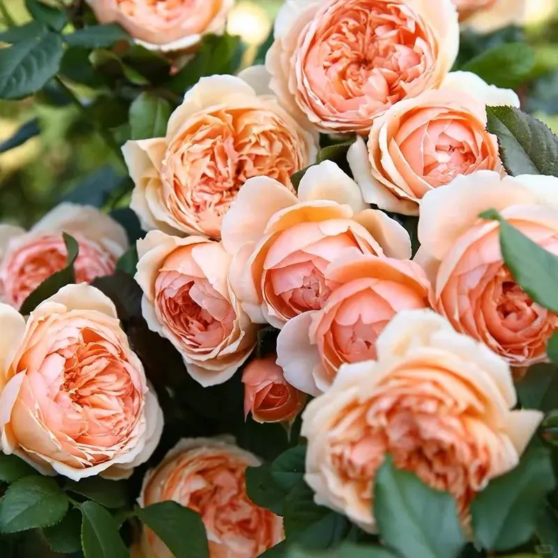 Rosa【Masora】1.5Gal Own Root Live Plant| Fragrant Apricot Shrub Rose| Heat Tolerant| Japanese Cut Flower Rose|