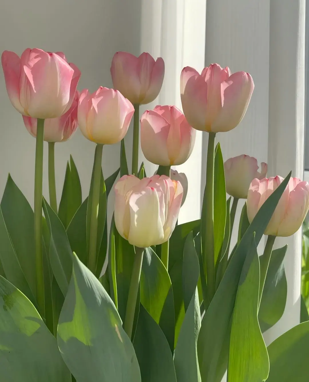 Tulip bulbs, blooming in early spring, perennial plants, ideal choice for garden beds and container displays