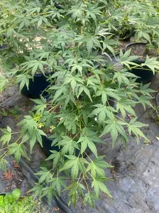 Acer palmatum 'Jiro Shidare' Weeping Japanese Maple