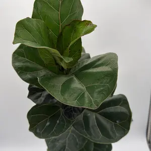 Xl Ficus Fiddle Leaf Fig Bambino 6" Pot House Plant Easy to Care for Watering Once a Week Thrives in Bright Indirect Light Houseplants
