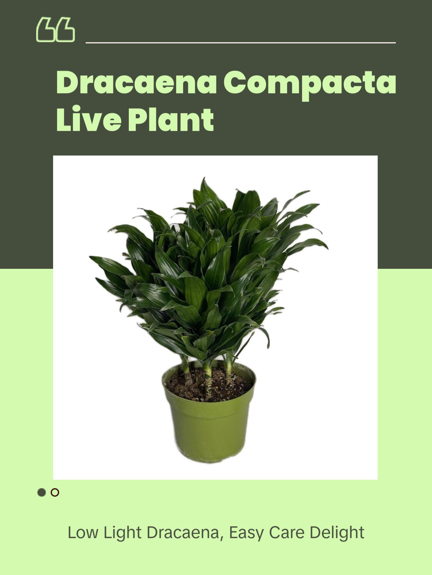indoor home plants Assorted 4