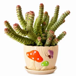 Crassula 'Money Maker' Live Succulent, String of Buttons Plant in 2 Inch Starter Pot, Indoor Cactus & Succulent Gift