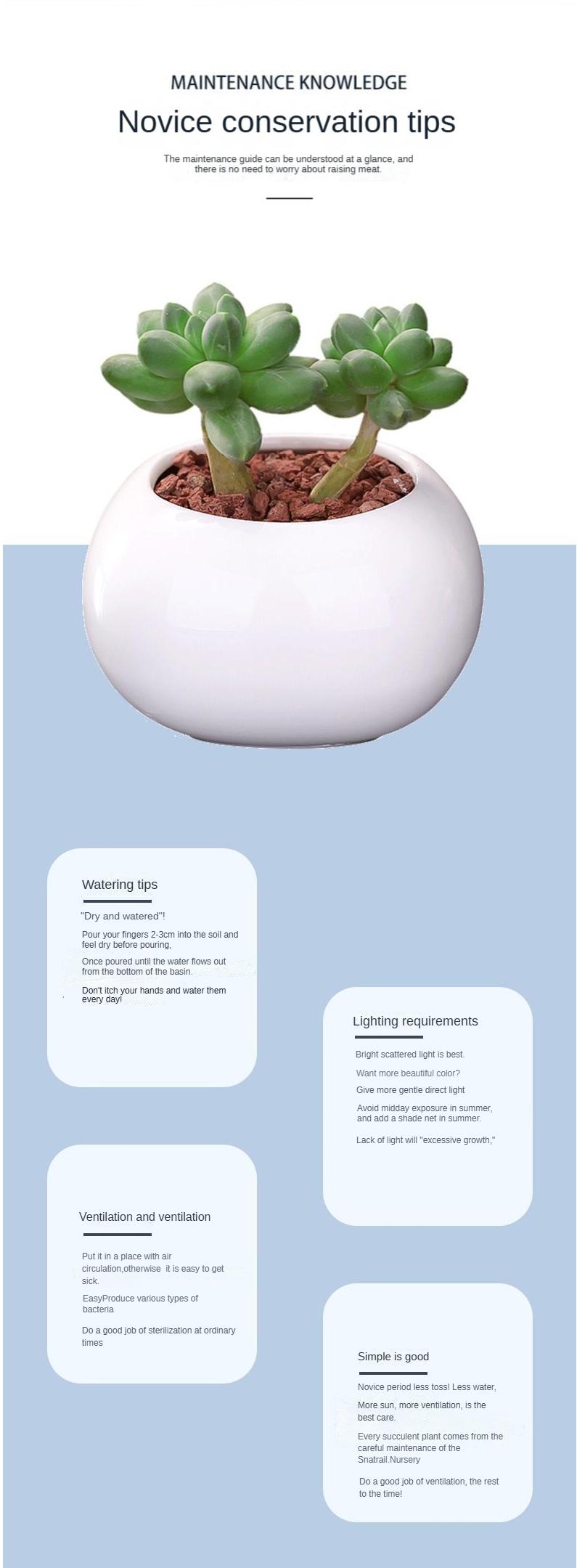 9” Rare Indoor Aeonium new varieties Succulent live Plants Collection For gift 9” Rare Indoor Aeonium new varieties Succulent live Plants Collection For gift