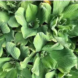 Blue Cloud Water Lettuce (FPBC Pistia)
