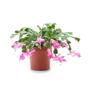 Pink Christmas Cactus (Schlumbergera truncata) – Beautiful Pink Flowers for Your Home