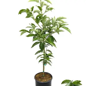 HASS Avocado Tree, 1 - 2 Ft. - Indoor/Outdoor Potted Avocado Tree to Grow Your Own