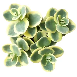 Lime Twister Sedum Sunsparkler