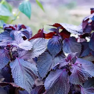 Perilla Shiso Frutescens Green Purple Seeds 5 Pack x 800 Seeds Heirloom Variety Home Gardening Fresh Harvest