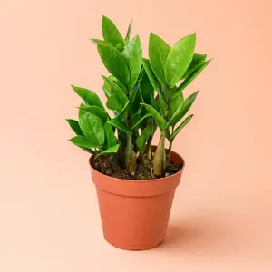 ZZ Plant - Indoor Live Plant, Very Easy Caring & Low Maintenance, Glossy Dark Green Leaves, Air Purifying, Beginner Friendly, Low Light Neglect Tolerant Elegant