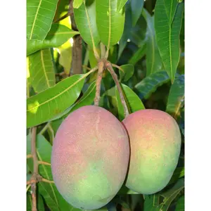 Mango Tree - Live Fruit Tree in a 3 Gallon Pot - Mangifera Indica 'Jahangar' - Tropical Edible Fruit Bearing Tree