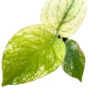 Monstera Mint Starter Plant