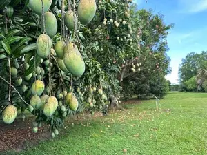 ROSIGOLD MANGO Tree