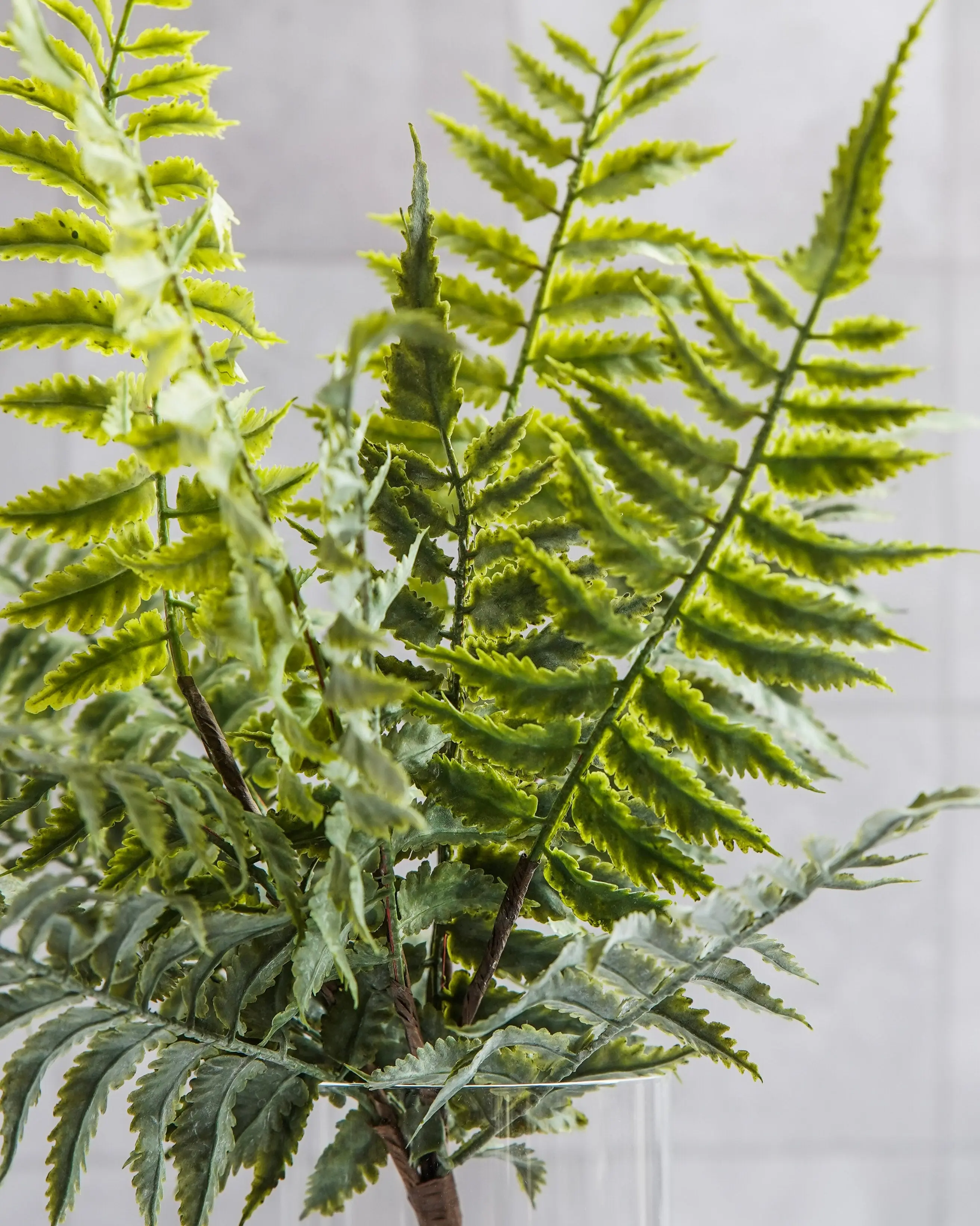Wynn Fern Bush