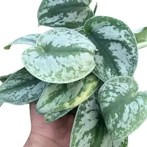 Silver Satin Pothos | Scindapsus Exotica | Silver Vine | Tropical Houseplant