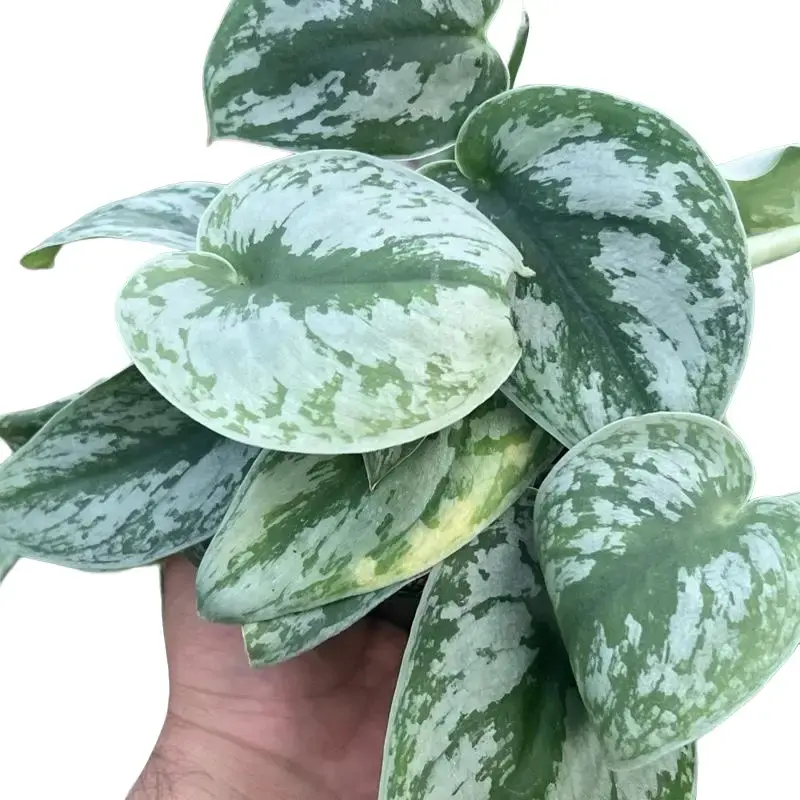 Silver Satin Pothos | Scindapsus Exotica | Silver Vine | Tropical Houseplant