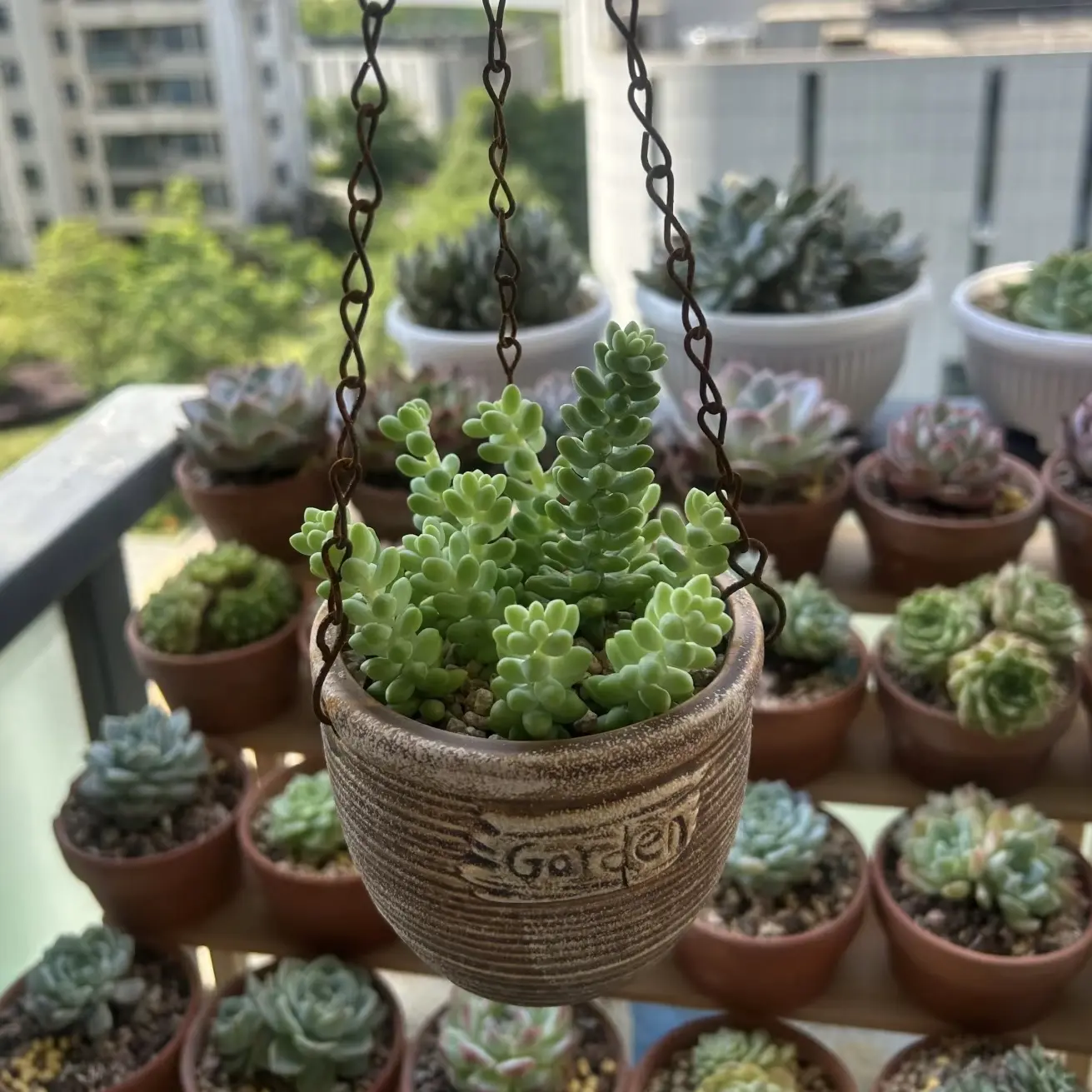 2 Inch Live Donkey's Tail Succulent, Easy Care Plant, Beautiful decoration, suitable for balcony, room, kitchen, indoors and outdoors