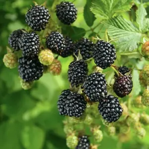 Big Daddy Blackberry Starter Plant