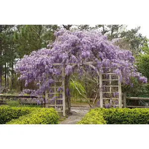 10 Wisteria Tree Seeds for Planting
