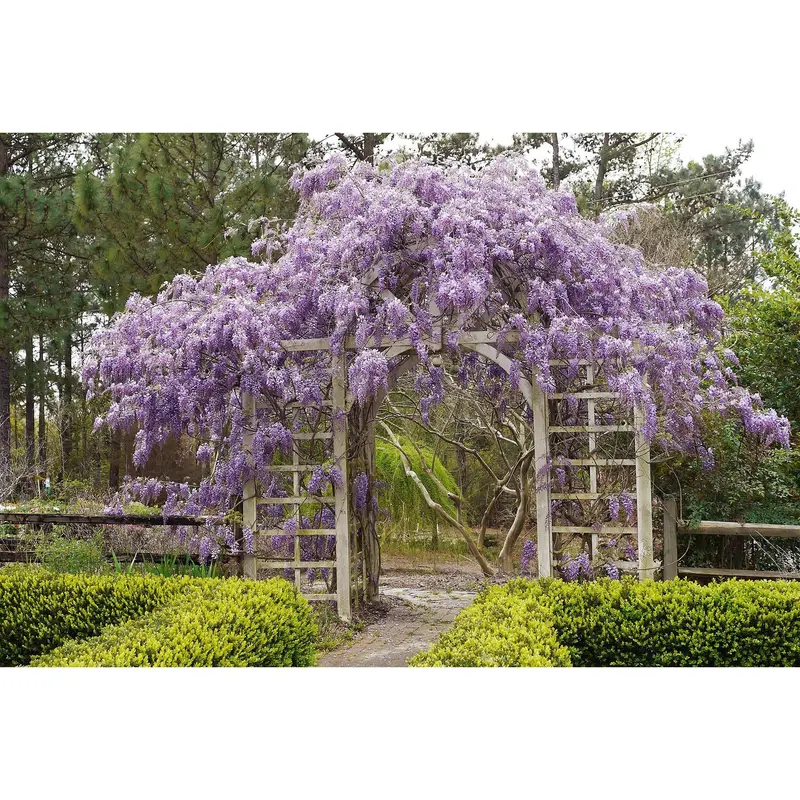 how to plant a wisteria seed - TikTok Shop