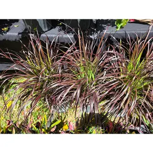 1 Live Starter/plug Rooted Purple Fountain Grass