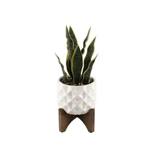 12.5"H Snake Plant in Ceramic Pot with Wooden Base Stand