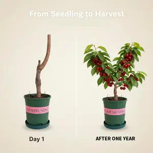 Grow Your Own Cherries Easy Care Cherry Tree Seedlings for Backyard and Container Gardening
