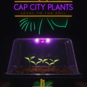 Tissue Culture Full Grow Kit