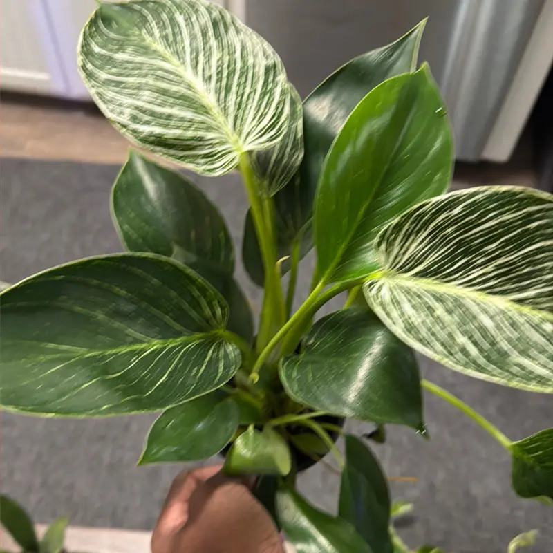Philodendron Birkin