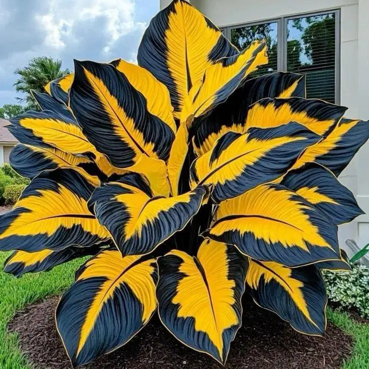 800+ Yellow and Black Flower Seeds - Bold 2-Tone Foliage Shade Perennials, Easy to Grow for Garden Borders, Pots & Unique Garden Designs with Fuller Foliage