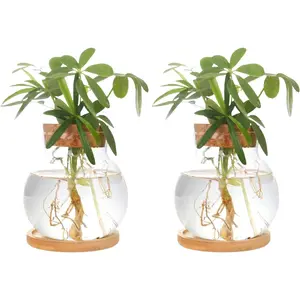 Propagation Station,Hydroponic Glass Container Vase Jars, with Wooden Saucer for Desks, Houses, Garden Decorations,  Kitchen Decorations and Gifts for  Lovers (2)