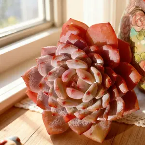 Echeveria Pink Peony –Echeveria Pink Peony | Live Plant for Holiday Decor & Indoor Greenery