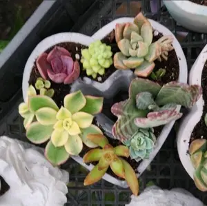 Concrete Heart Planter