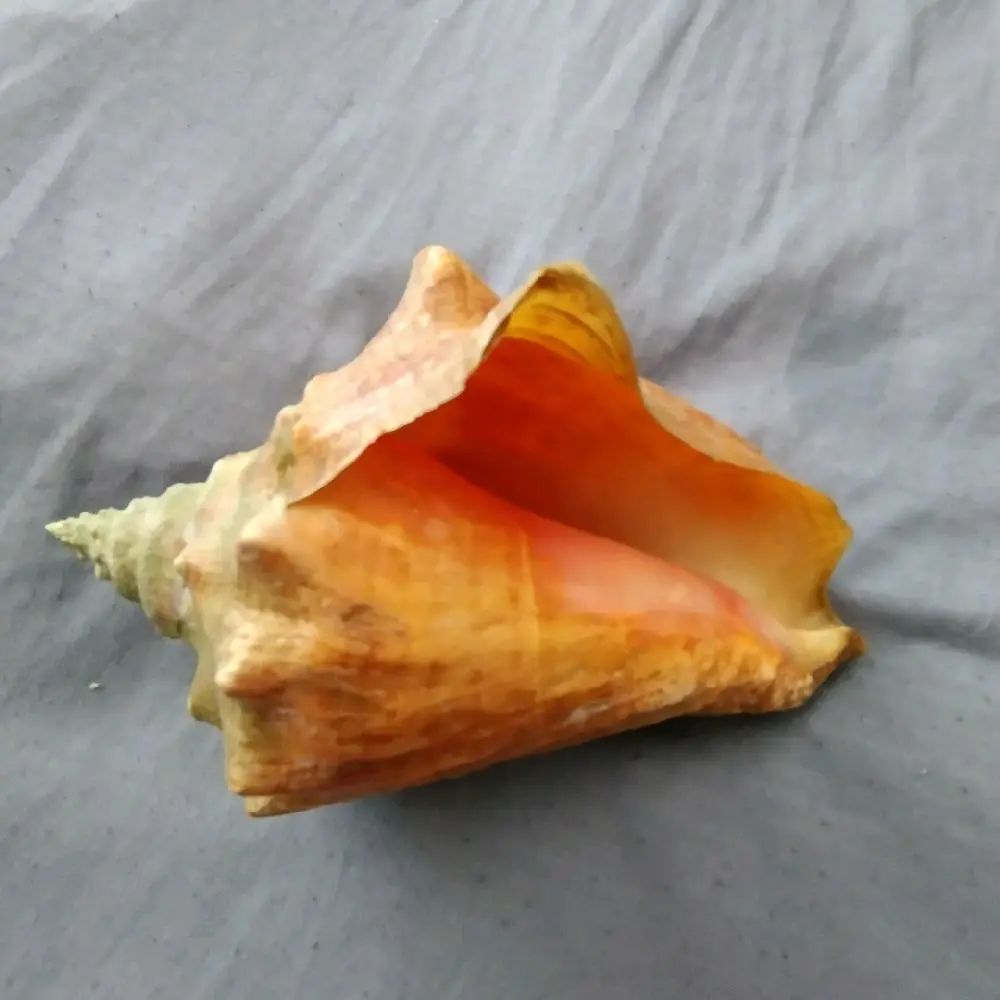Beautiful seashell just found while diving