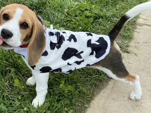 Faux Fur Dog Coat Cow Print