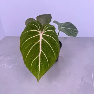 Philodendron Gloriosum Zebra 4” | Striped Velvet Philodendron | Rare Plant
