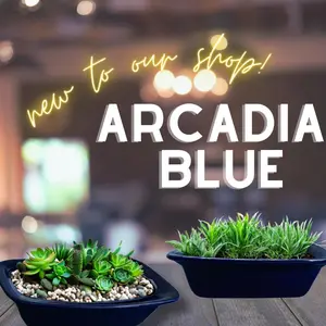 Arcadia Blue... Bonsai Tree, Palangana shaped pot.