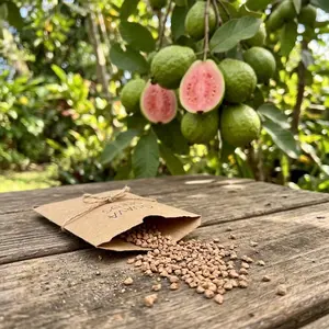 250pcs Tropical Strawberry Guava Organic Pink Guava Seeds - Exotic Flavor Medley and Privacy in Your Garden
