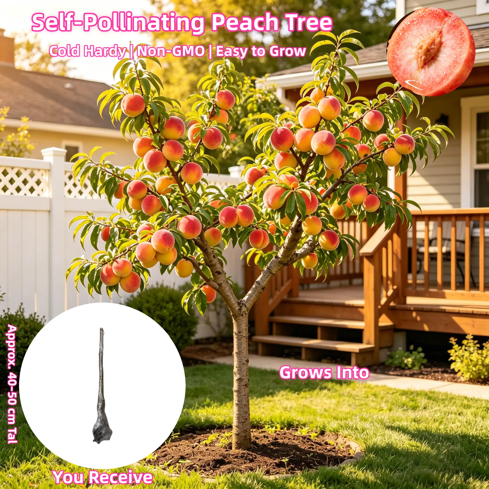 Peach Tree Seedling - 3-5 Year Old Bare Root， 15-20 inches Tall Dormant Live Plant for Home Garden
