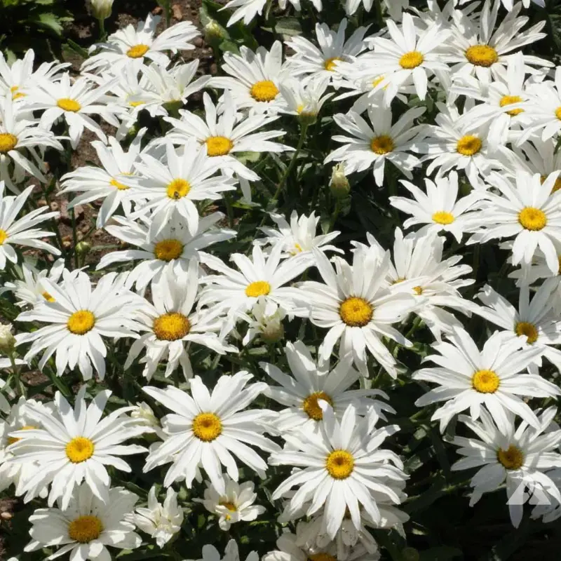 Shasta Daisy ‘Dwarf Silver Princess’ (Leucanthemum × superbum) – Organic, compact variety with bright white blooms and yellow centers, perfect for borders and containers.