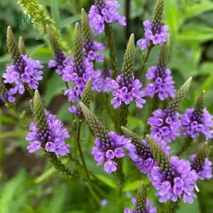 Blue Vervain Seeds | 200 seeds