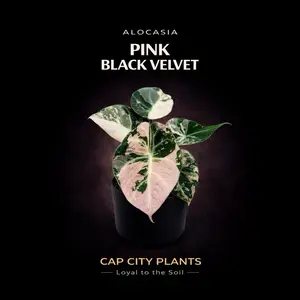 Alocasia Pink Black Velvet TC