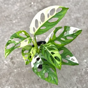 Monstera Albo Adansonii in a 4” Pot Live Houseplants