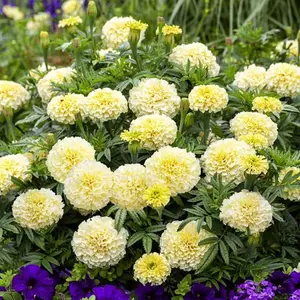 500 Seeds Annual Tagetes Erecta African Marigold White Garden Flower Seeds for Planting